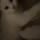 قطه لتبني مع ثنين أطفال