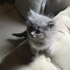 قط شيرازي للبيع