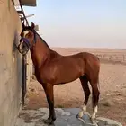 حصان واهو