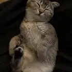 قطه للبيع