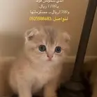 قط سكوتش فولد