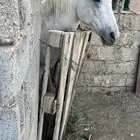 حصان شعبي كفو كفو الاسم   غيث