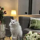 قطط