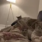 قطط للتبني