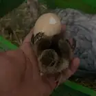 للبيع فروخ وبيض طاووس