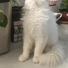 قطوه شرازيه