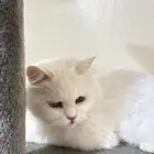 للتبني قط ذكر