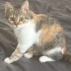 قطه شيرازيه للبيع