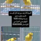 طيور كناري