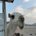فحل مزاين