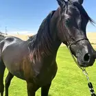 مهر واهو مكس ادهم يحمل دماء اللون الادهم من الجهتين