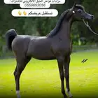أول عشر عروض بدون رسوووم