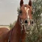 حصان عربي اصيل