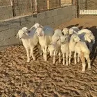 بهم تربيه بهم ربط