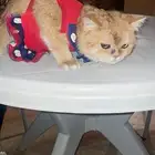 قطه روسيه عمر 7 شهور   جميله للبيع