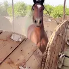 النوع حصان شعبي العمر  سنتين وا سبع اشهور