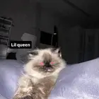 أنثى للتزواج