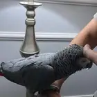 ببغاء كاسكو أليف