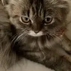 قطه مفقوده
