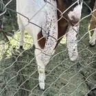 عنز هولنديه