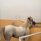 حصان مصري بيور الجبيل الصناعيه