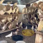 للبيع حمام مشكل