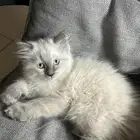 قطه