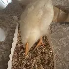 صيصان