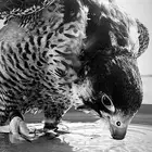 مطلوب طير صقر اي نوع