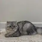 قطط