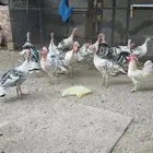 رومي