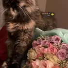قطط تبني مستعجل