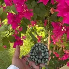 سبحه فاتوران