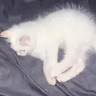 قط هملايا