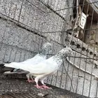 تم البيع زوج قولدن منتج