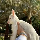 تيس قزمي