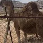 ناقه ماخض شماليه كفو على جميع الشروط