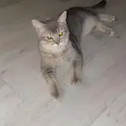 قط ذكر أليف للتبني