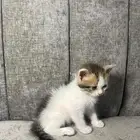 تبني