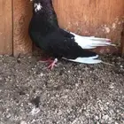 قطيفي قندي