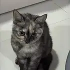 قطوه النوع تورتي (Tortoiseshell) أو توربي Torbie