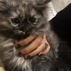 شيرازي