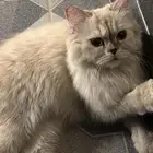 قطه