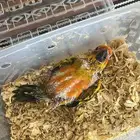 صن كنيور أليف مشروع هدد