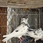 حمام باكستاني