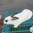 ارانب 4 اناثي وذكر