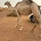 القحه شقحاء