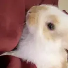 ارانب للبيع