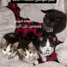 قطط للبيع العمر شهرين