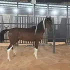 حصان هندي